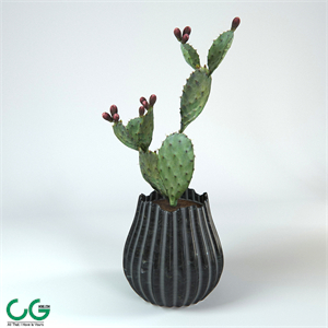 Cactus
